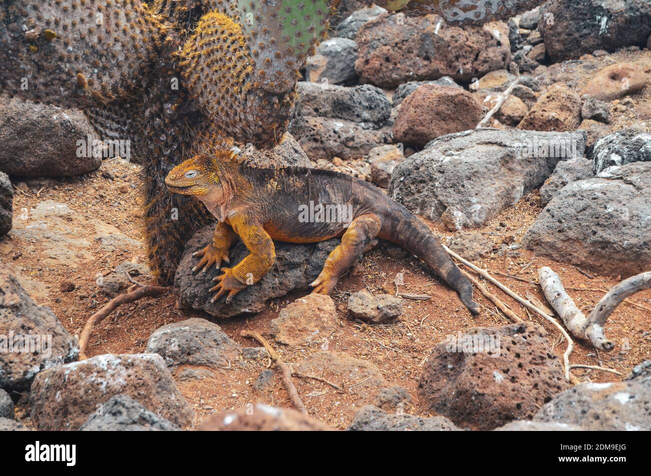 Land Iguana Entspannung unter einem Kaktus auf Galapagos Insel Stockfoto
