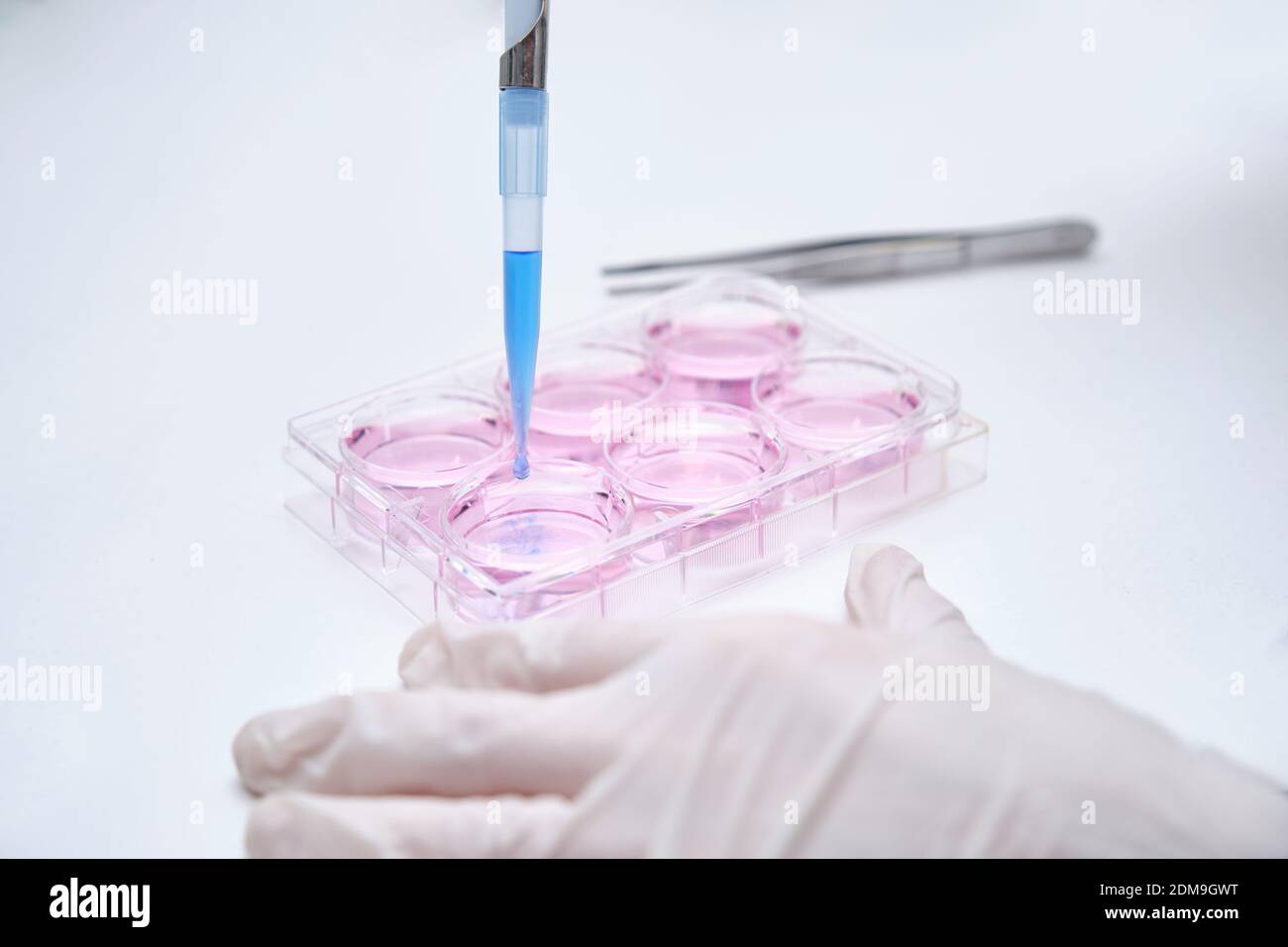 Unkenntlich Wissenschaftler setzen Antibiotika in eine Zellkultur in einem Labor. Details zur Laborforschung. Stockfoto