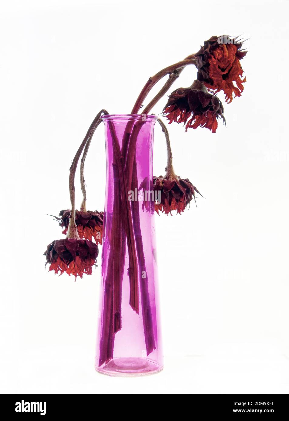 Tote Blumen in einer lila Glasvase Stockfoto