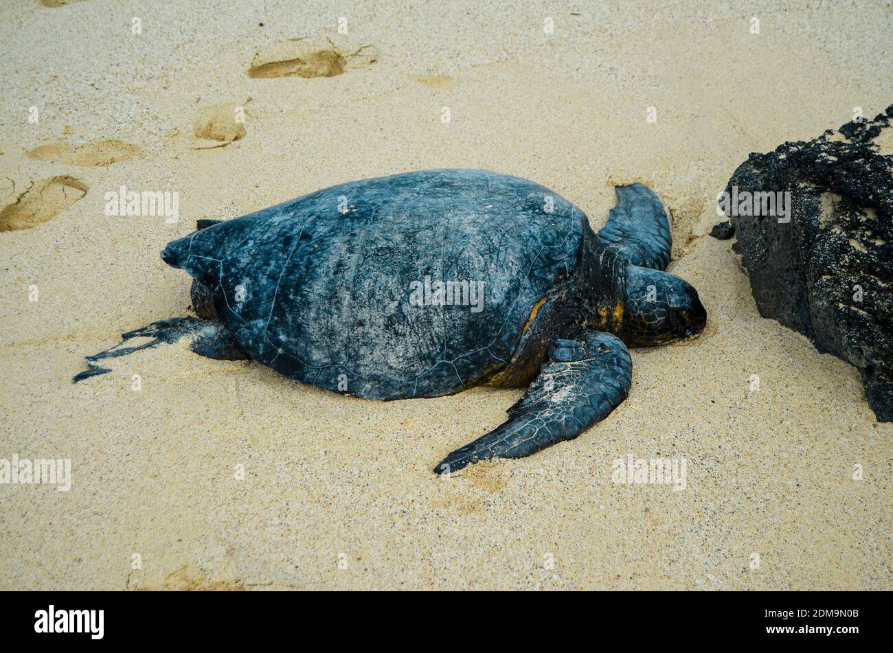 Meeresschildkröte liegt am Sandstrand auf Galapagos Island Stockfoto