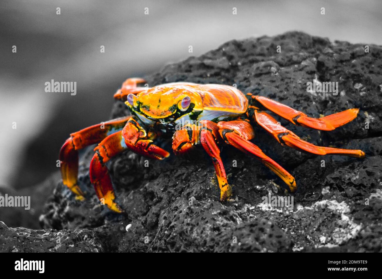 Galapagos Krabbe auf nassem dunkelgrauem Felsen Stockfoto