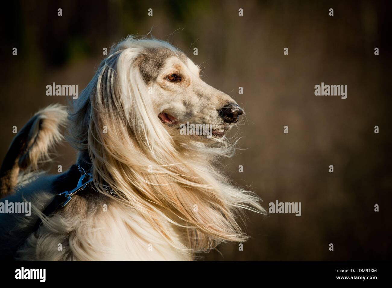 afghanische Hund Stockfoto