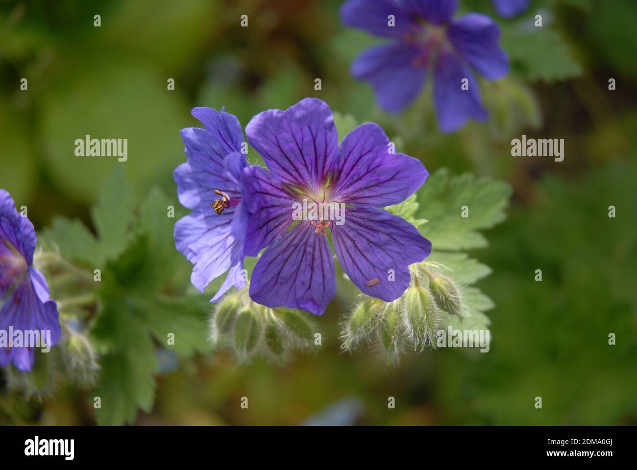 Hübsche violette Blüten, bekannt als Cranesbill Geranium x magnificum Rosemoor Stockfoto