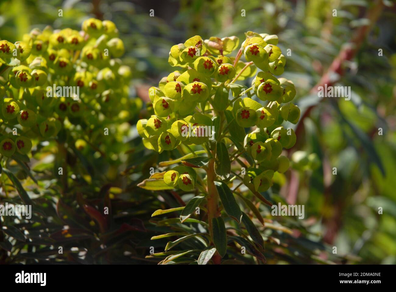 Martins Spurge, Baby Charm, auch bekannt als Euphorbia x martini Stockfoto