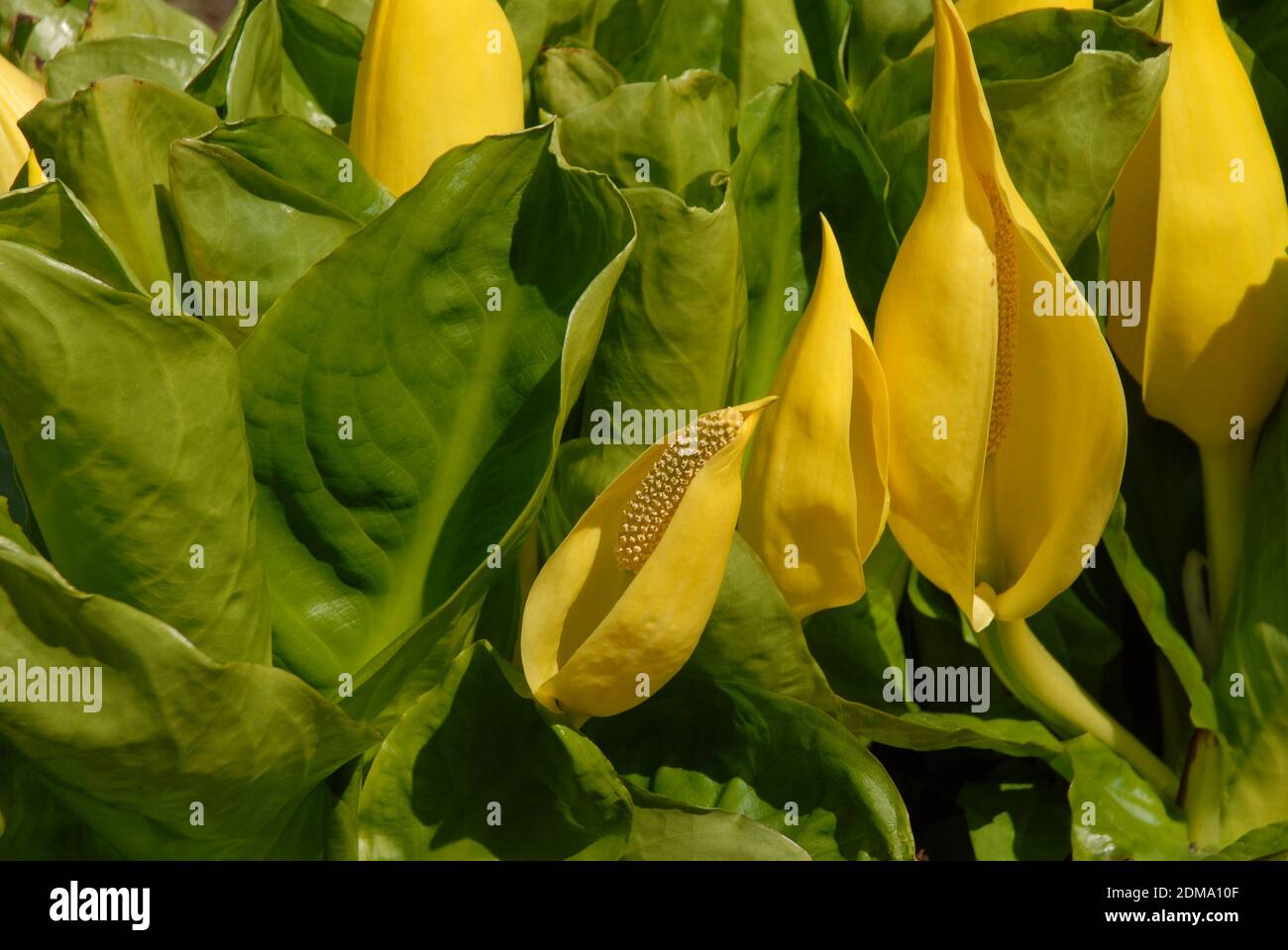 Gelbe Skunk Kohl blüht in Blüte, auch bekannt als Lysichiton Americanus Stockfoto