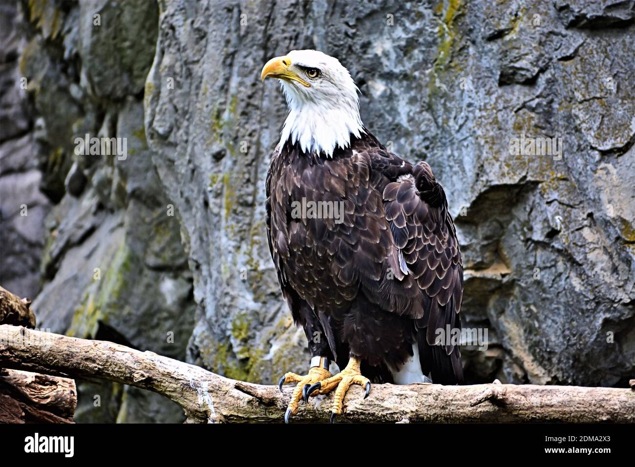 American Eagle thronte auf einem toten Baumstamm mit einer Klippe Im Hintergrund Stockfoto