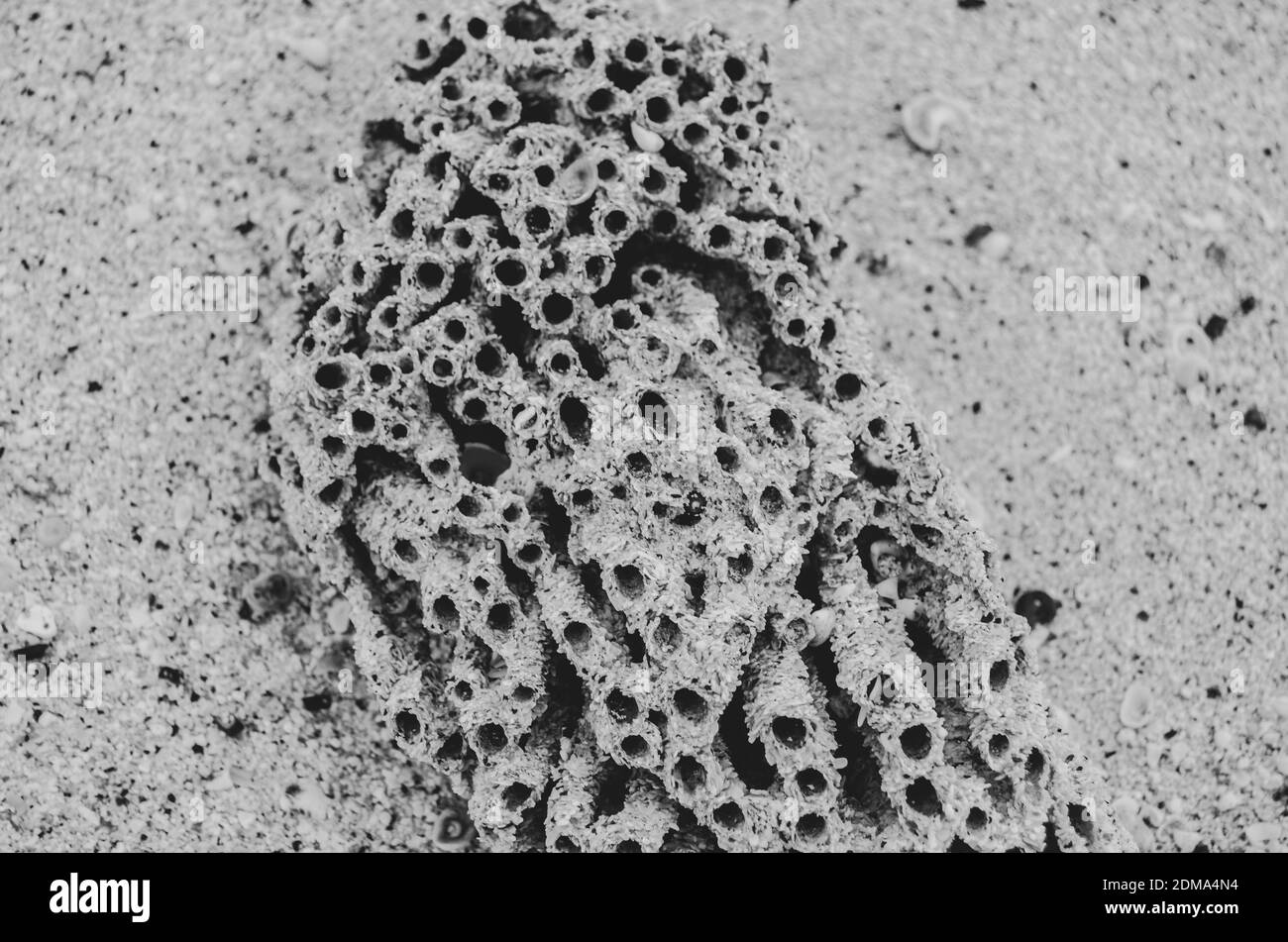 Schwarz-Weiß-Foto eines Stücks Korallen, die am Sandstrand der Galapoges-Inseln aufgespült wurden. Stockfoto