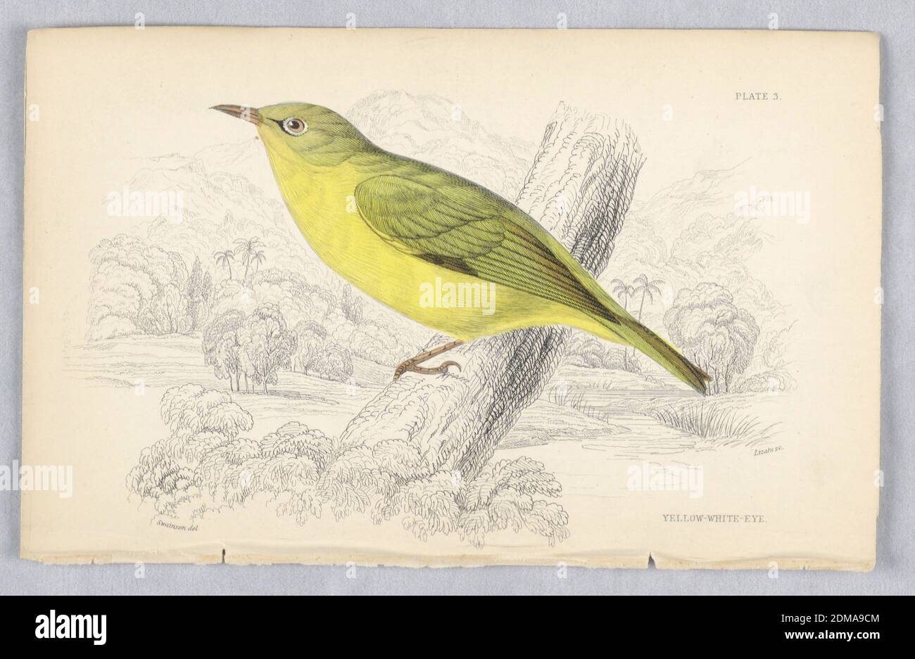 Yelllow White-Eye, Platte 3 von Birds of Western Africa, William Home Lizars, Scottish, 1788 - 1859, William Swainson, British, 1789 - 1855, Gravur, Pinsel und Aquarell auf Papier, Vogel mit grünem Rücken, Flügeln und Schwanz und einer gelben Unterseite auf einem Baumstamm. Ein Fluss, Wiesen und Berge, dahinter. Titel und Künstlernamen unten., Edinburgh, Schottland, 1837, Print Stockfoto