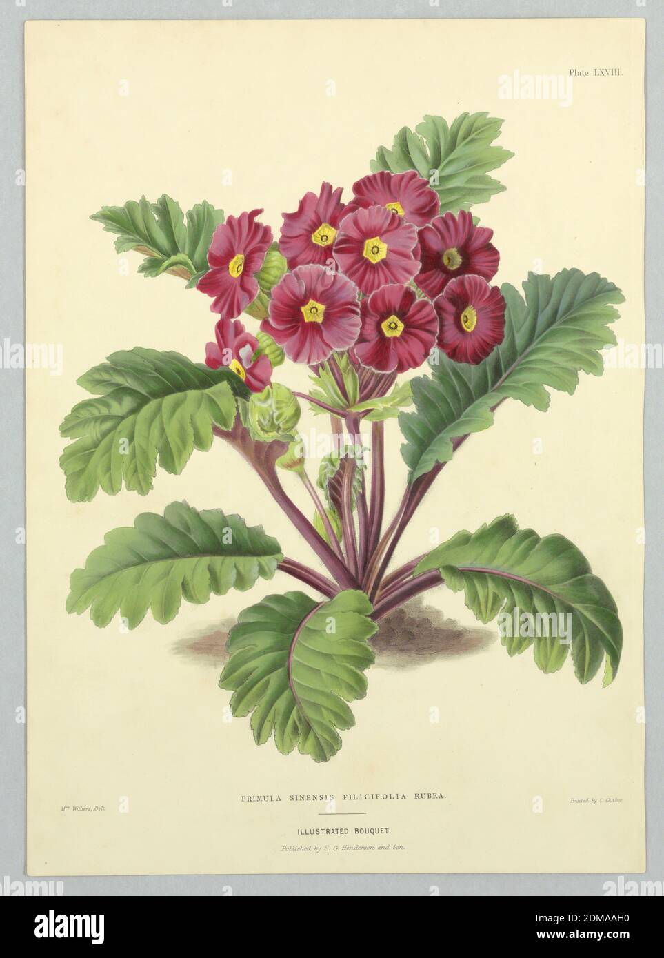 Primula Sinensis Filicifolia Rubra, Platte LXVIII aus Edward George Hendersons 'The Illustrated Bouquet', E. G. Henderson and Son, Englisch, ca. 1859 - 1886, Mrs. Withers, englisch, aktiv 19. jh., Chromolithographie auf Papier, Primula Sinensis Filicifolia Rubra, Platte LXVIII aus Edward George Hendersons 'The Illustrated Bouquet', London, England, ca. 1857–1864, Drucken Stockfoto