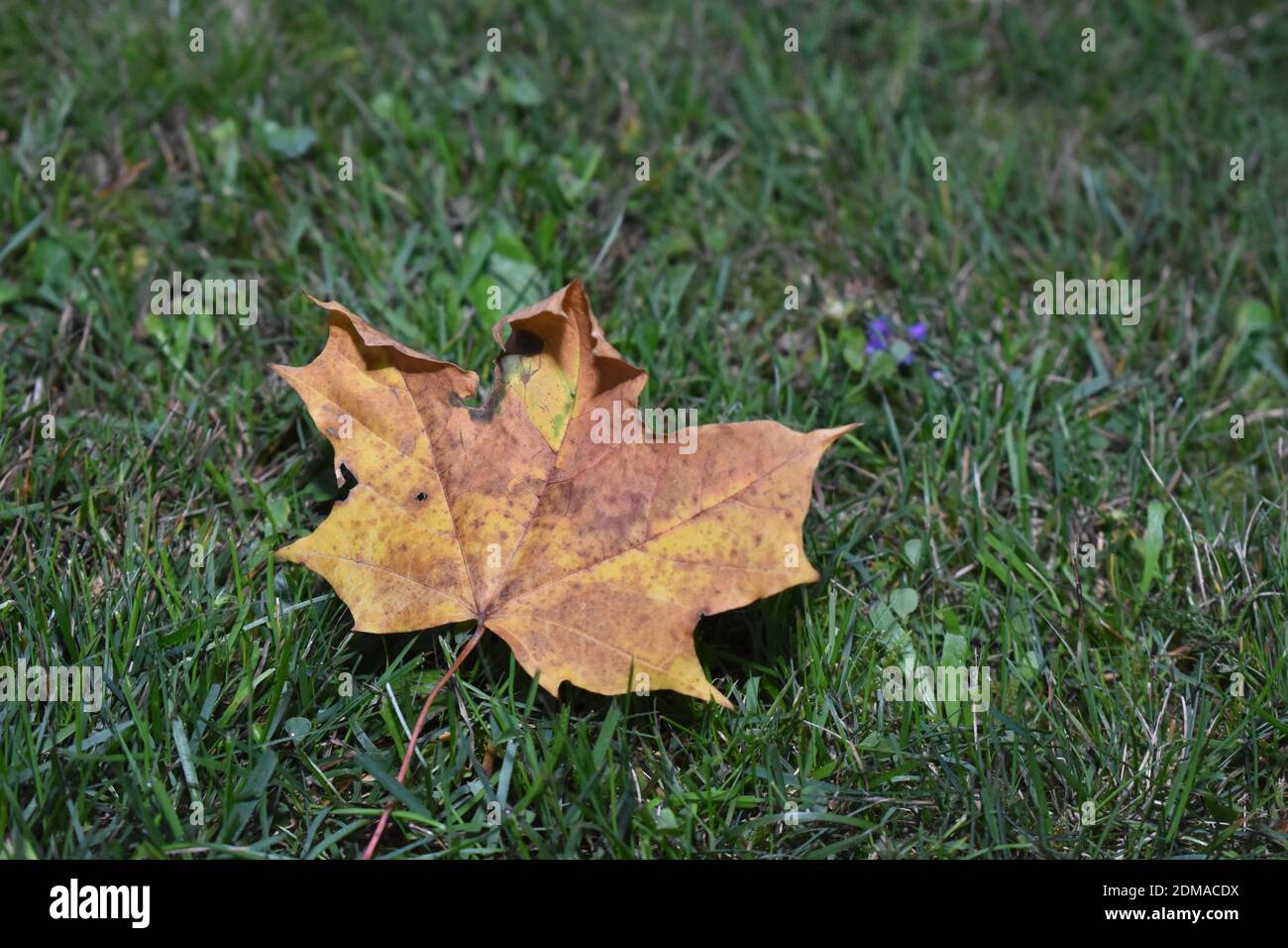Blatt aus EINEM Norwegenahorn im Herbst Stockfoto
