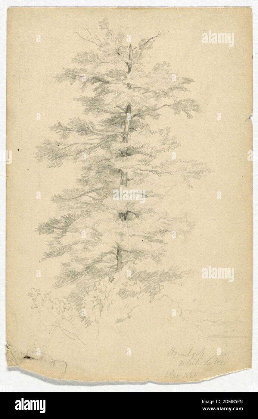 Studie von Hemlock bei White Lake, Daniel Huntington, Amerikaner, 1816–1906, Graphit auf Papier, Baum über Büschen, mit Blick auf den See, unten rechts., New York, USA, August 1847, Naturstudien, Zeichnung Stockfoto