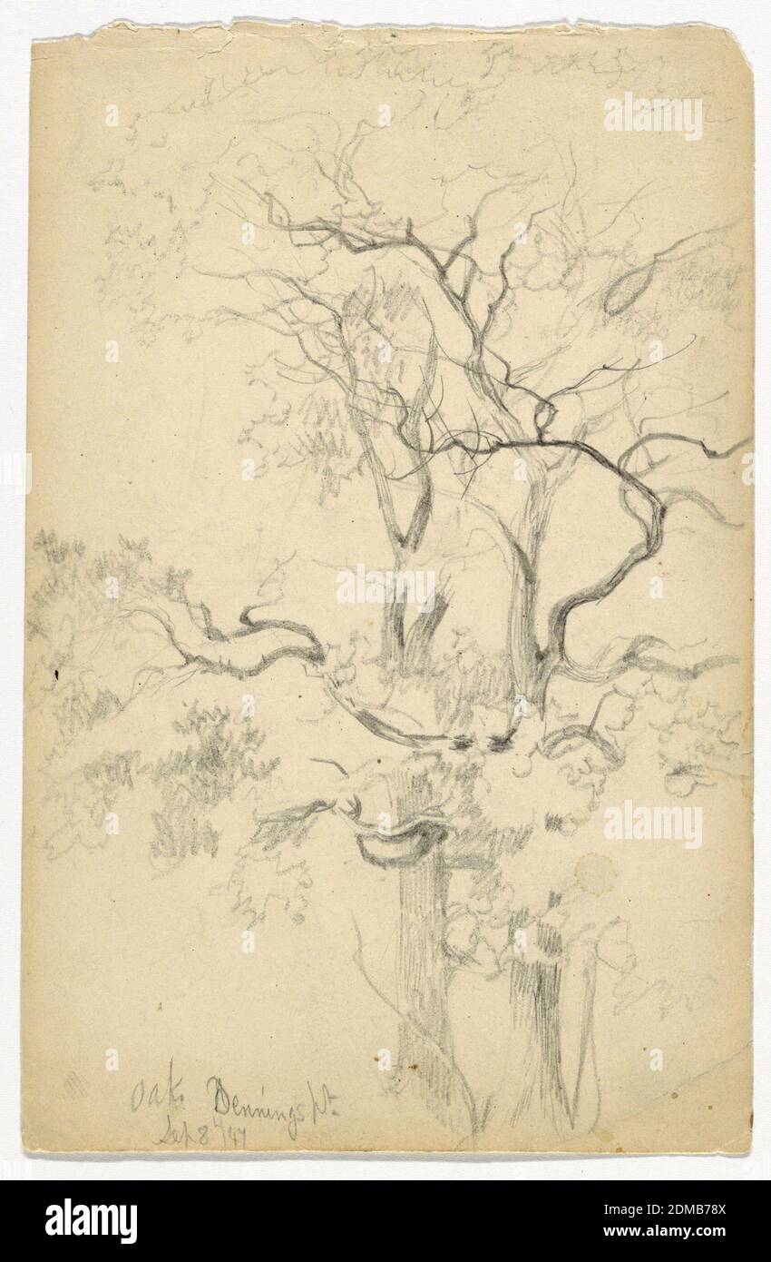 Studie von Eichen bei Dennings Point, Daniel Huntington, Amerikaner, 1816–1906, Graphit auf Papier, zwei dicht beieinander verzahnte Eichen, mit verwickelten Gliedmaßen., New York, USA, 8. September 1847, Naturstudien, Zeichnung Stockfoto