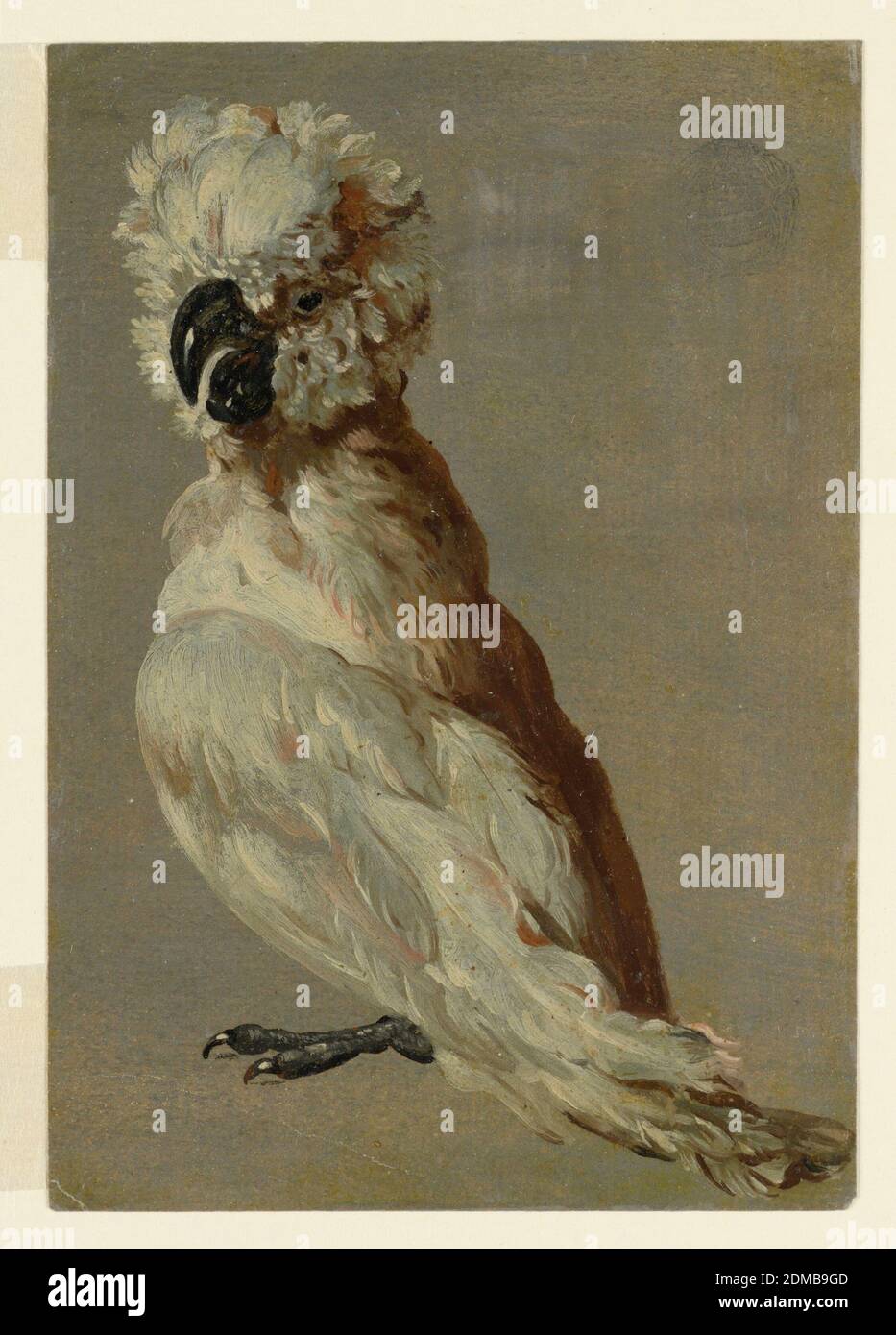 A White-Brown Cockatoo, Frans Snyders, Flämisch, 1579–1657, Öl auf Papier, EIN Kakadu-Vogel im Profil, nach links gedreht, der Kopf zum Betrachter gedreht., Belgien, 1610–50, Naturstudien, Zeichnung Stockfoto