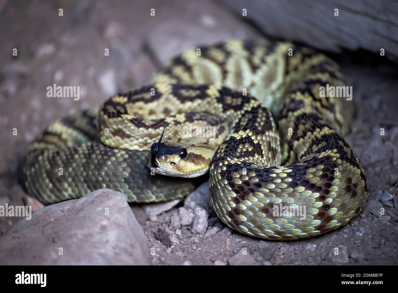 Black tailed Klapperschlange aufgerollt mit Zunge aus in Nahaufnahme Low-Angle-Bild aus Arizona. Stockfoto