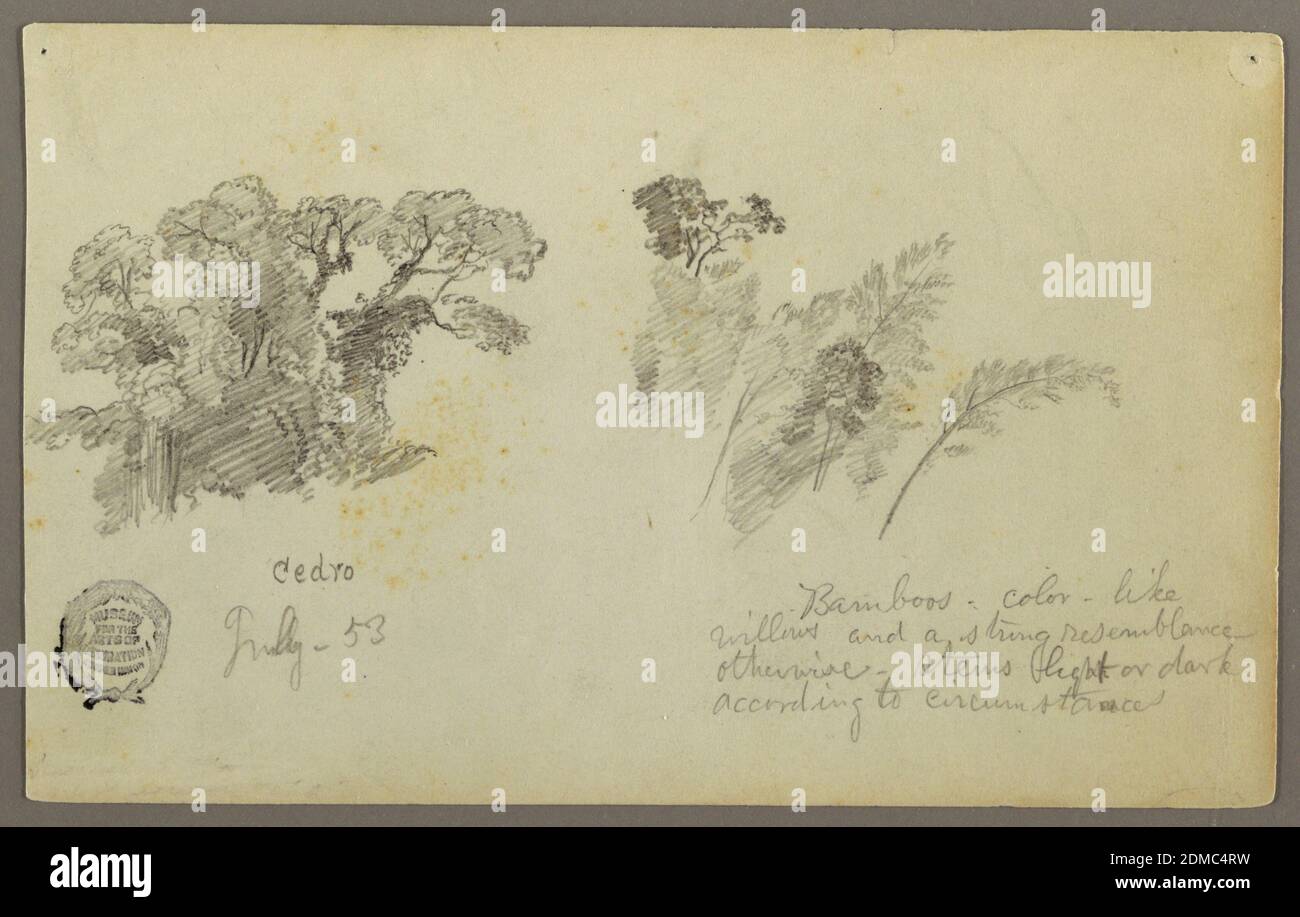 Botanical Studies from Columbia, Frederic Edwin Church, American, 1826–1900, Graphit auf Papier, Horizontale Ansicht von zwei Baumgruppen, Juli 1853, Naturstudien, Zeichnung Stockfoto