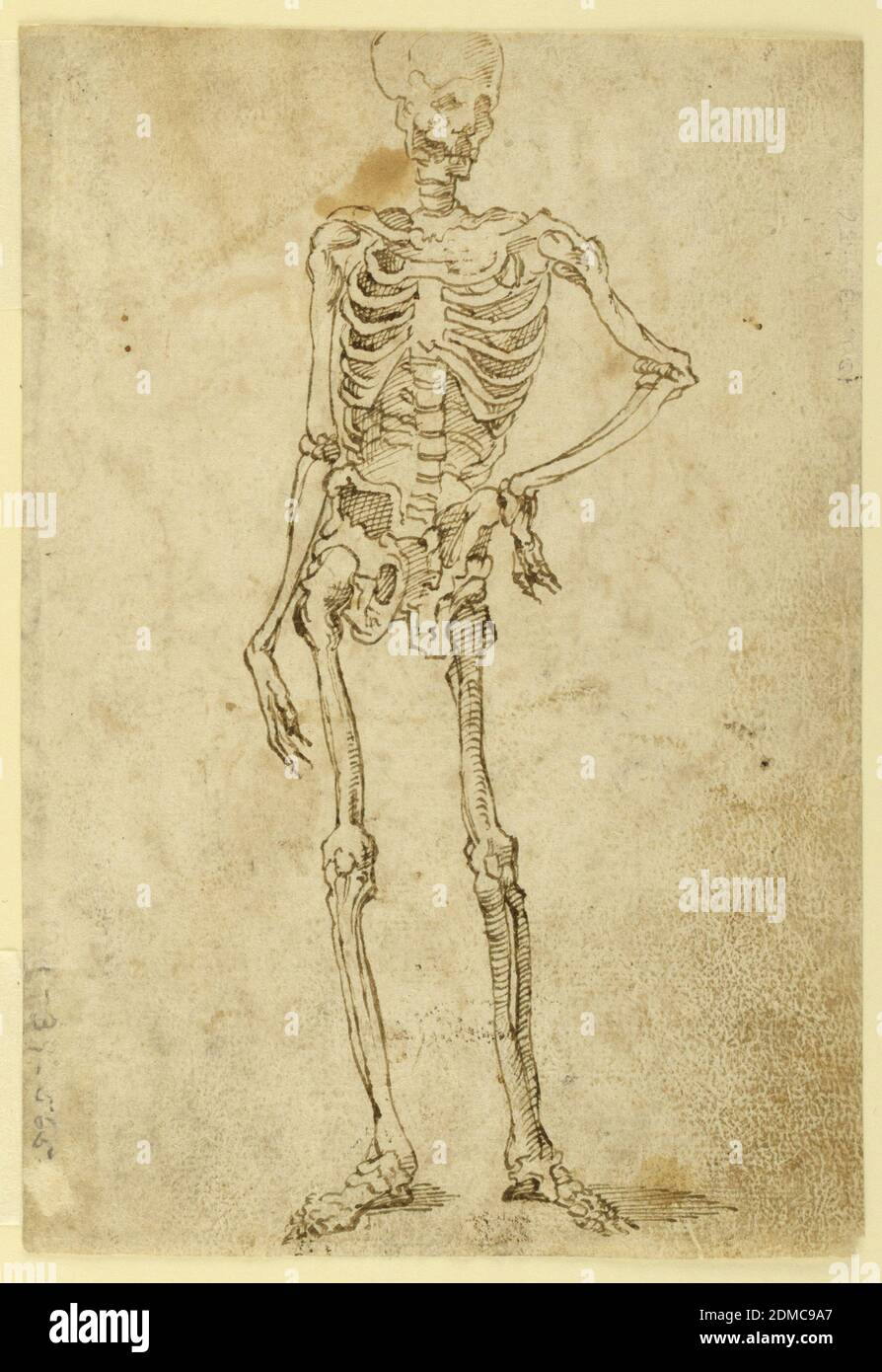 Skelett, Stift und braune Tinte auf Papier, ideales menschliches Skelett dargestellt stehend kontraposto, mit der linken Hand auf Hüfte., Italien, ca. 1550, Figuren, Zeichnung Stockfoto
