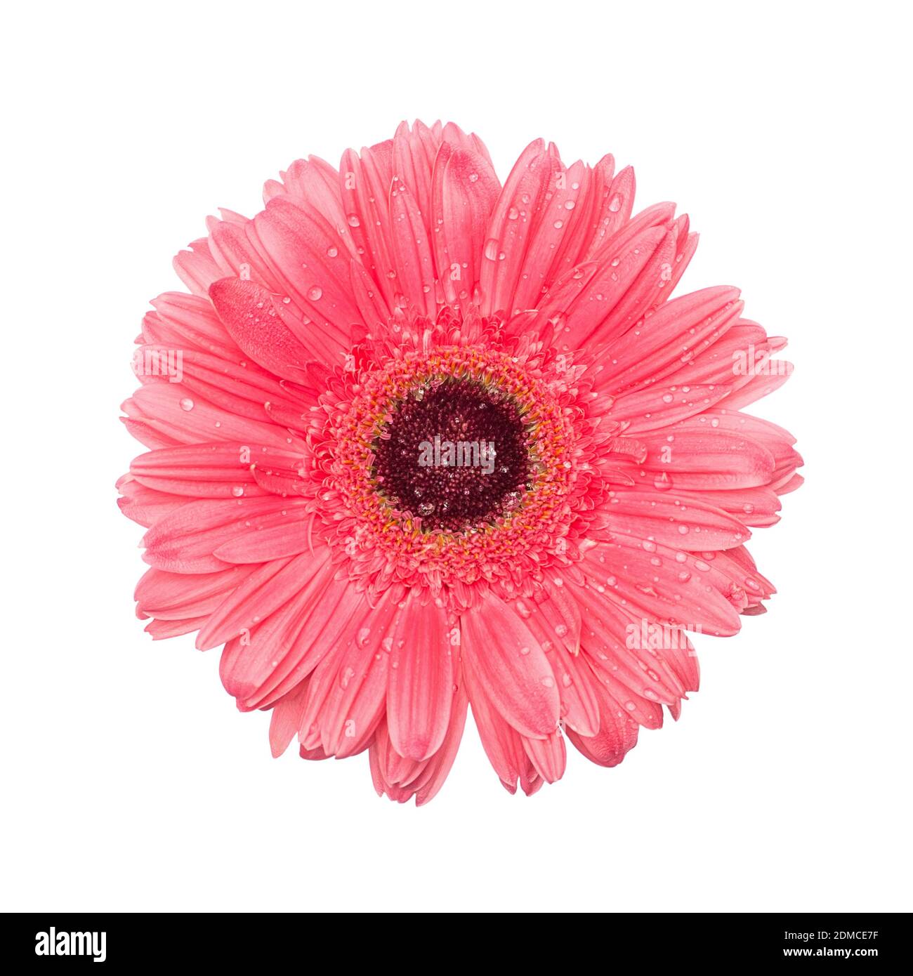 Rot rosa Gerbera Blume Nahaufnahme isolieren auf weißem Hintergrund mit Tau Wassertropfen. Studio Schuss Draufsicht der flachen Lay. Stockfoto