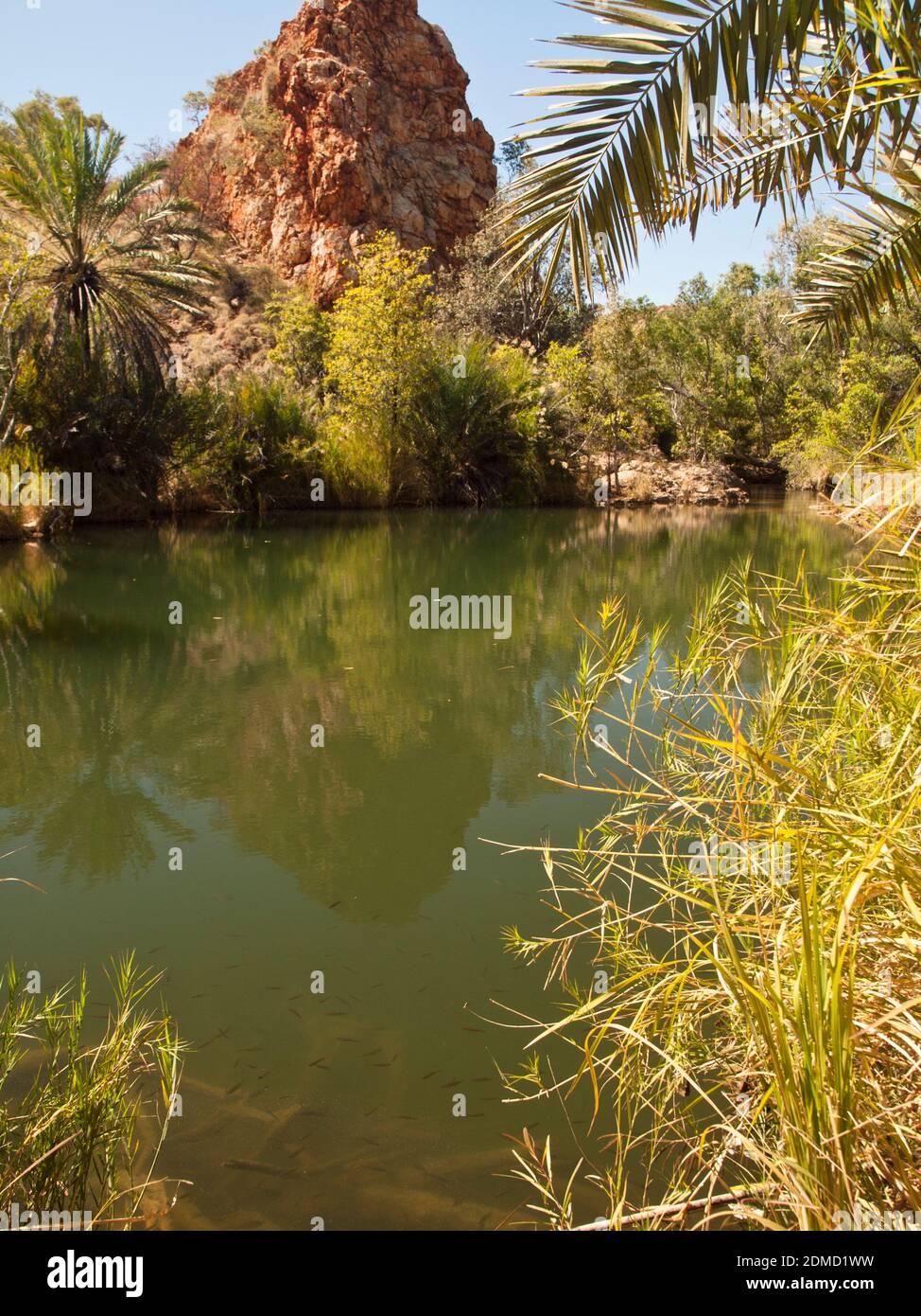 Palm Springs, Duncan Road, Halls Creek, Western Australia Stockfoto