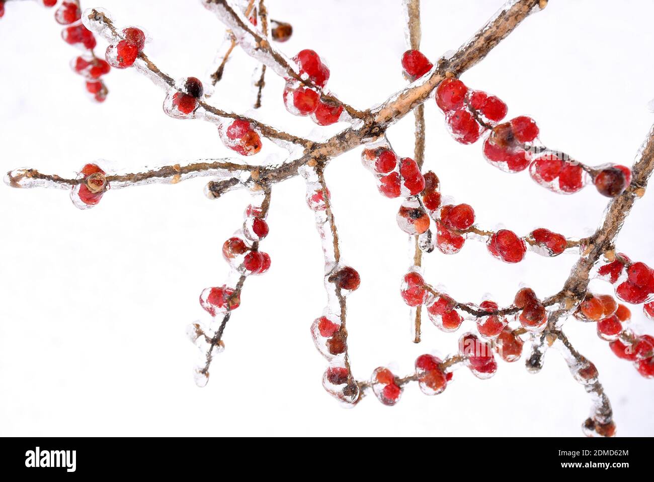 Gefrorene rote Beeren auf einem Zweig in Eis und Schnee An einem Wintertag in russland Stockfoto
