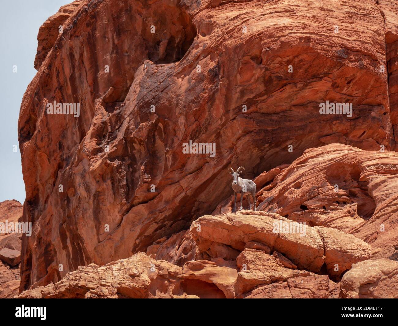 Wüste Dickhornschafe, Ovis canadensis nelsoni, sentinel mit hoch aufragenden roten Sandstein Formation Stockfoto