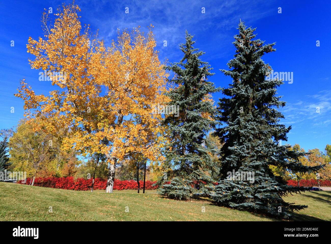 Herbst in Calgary Stockfoto