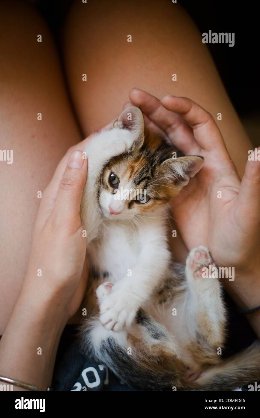 Lustige, liebenswerte Kätzchen spielen auf dem Schoß einer Frau. Stockfoto