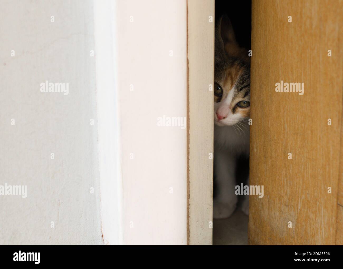 Winziges Kätzchen, das durch eine kaum geöffnete Tür guckt. Stockfoto