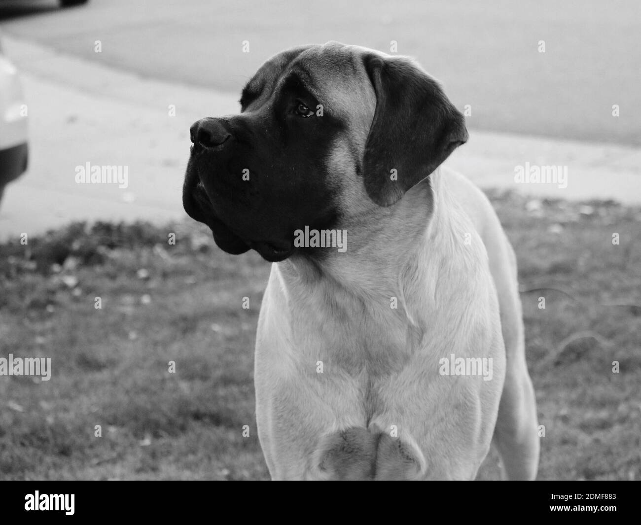 Mastiff Animal Dog English Stockfotos Und Bilder Kaufen Alamy
