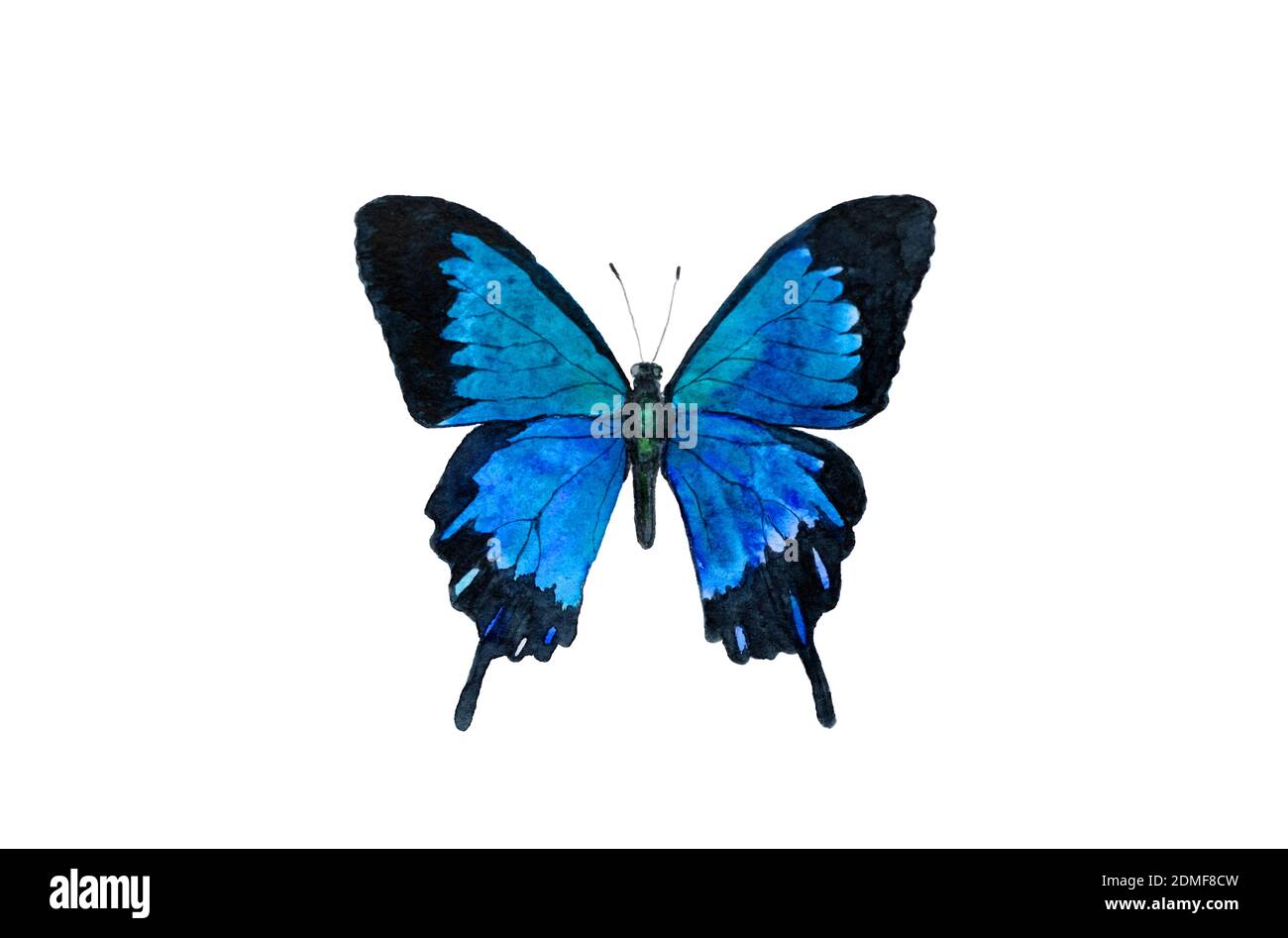 Aquarell Schmetterling Zeichnung Papilio ulysses, Blauer Kaiser oder Blauer Berg Schwalbenschwanz Schmetterling isoliert auf weißem Hintergrund Stockfoto