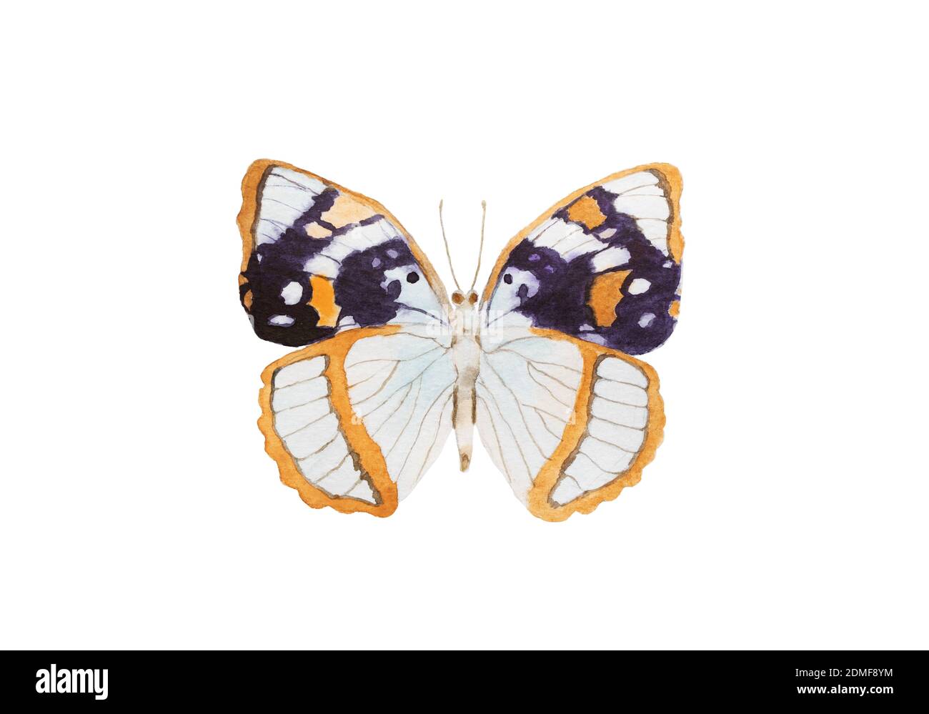 Weißer Pfau oder Anartia jatrophae Schmetterling Zeichnung isoliert auf weißem Hintergrund. Stockfoto