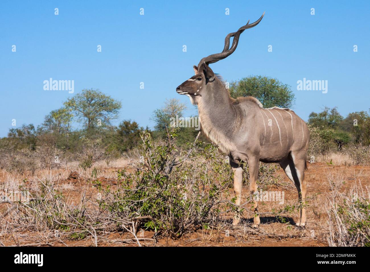 Männchen Greater Kudu (Tragelaphus strepsiceros) mit schönen Hörnern stehen wachsam Blick in den Buschveld im Kruger National Park, Südafrika Stockfoto