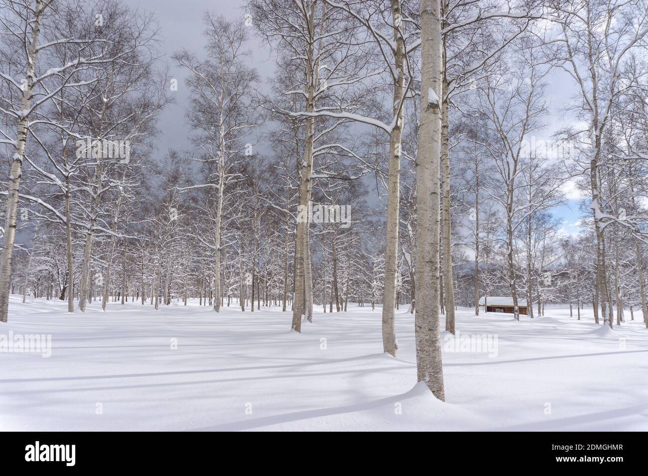 Verschneite Wälder nach frischem Schneefall, blauer Himmel Stockfoto