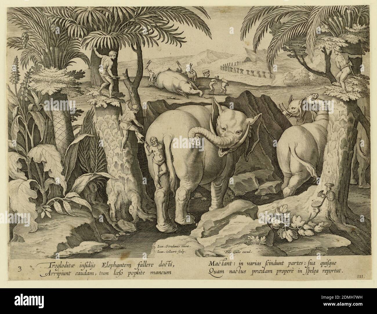 Cavemen Chasing Elephants, Platte 3 aus der venationes Ferarum, Avium, Piscium-Serie, Jan van der Straet, genannt Stradanus, Flämisch, 1523–1605, Jan Collaert II, Flämisch, 1560 - 1628, Philips Galle, Flämisch, 1537 - 1612, Gravur auf Papier, Horizontales Rechteck. In der Mitte im Vordergrund wird ein Elefant von hinten von einem der Pygmäen angegriffen, während sich zwei andere darauf vorbereiten, links vom Baum zu springen. Im Hintergrund schneiden die Troglodyten den Kadaver eines Elefanten ab. In der linken Mitte: 'Ioan. Stradanus erfinden. / Ioan Collaert Sculp'; rechts von der Mitte, unten: 'Phls. Galle Stockfoto