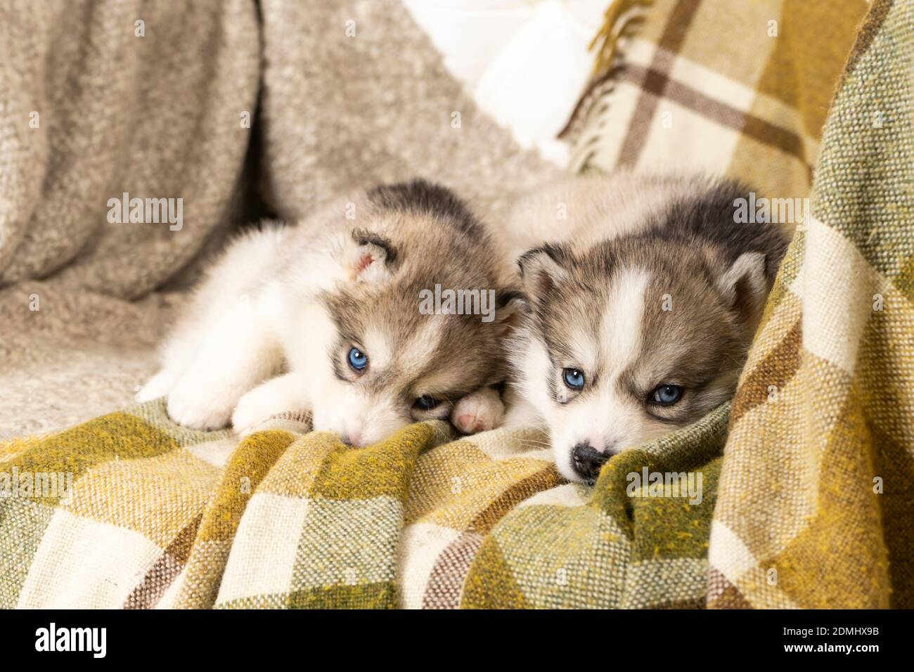 Sehr kleine Husky Welpen. Sie sitzen auf einer hellgrünen Strukturdecke. Auf dem großen Stuhl. Copyspace Stockfoto