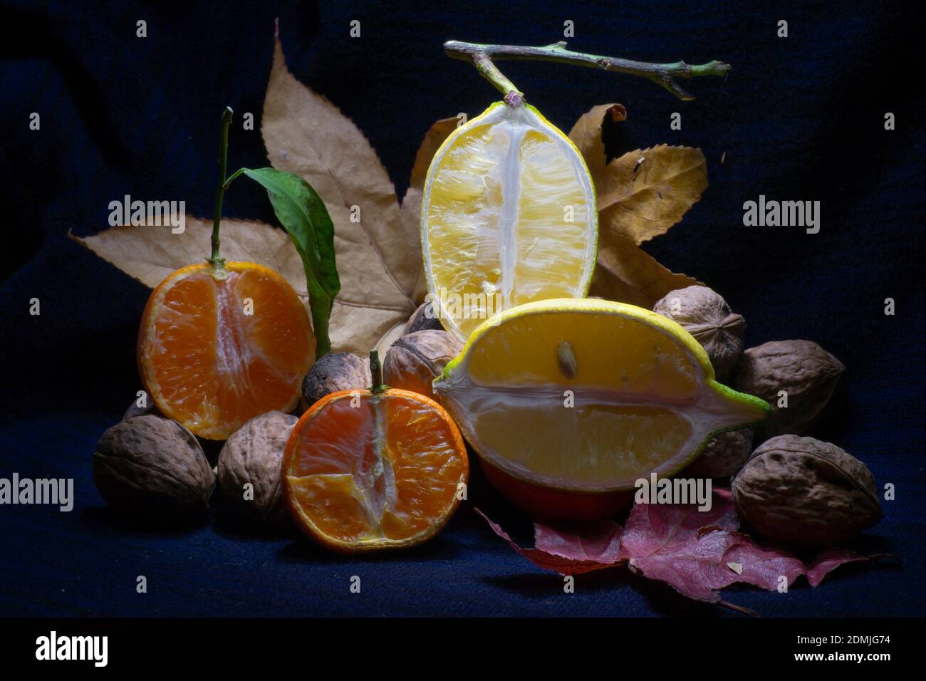 Mandarine und Zitrone offen mit Walnüssen und Ahornblätter in Herbstfarbe auf schwarzem Hintergrund Stockfoto