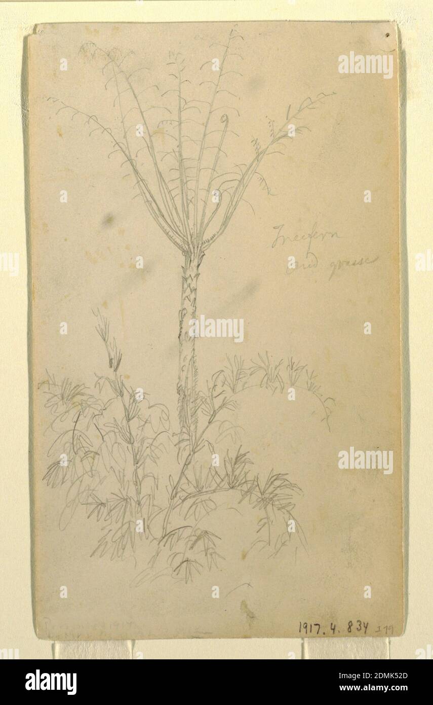 Botanical Studies of Tree, Frederic Edwin Church, American, 1826–1900, Graphite Support: Buff paper, USA, Mai–Juni 1857, Landscapes, Drawing Stockfoto