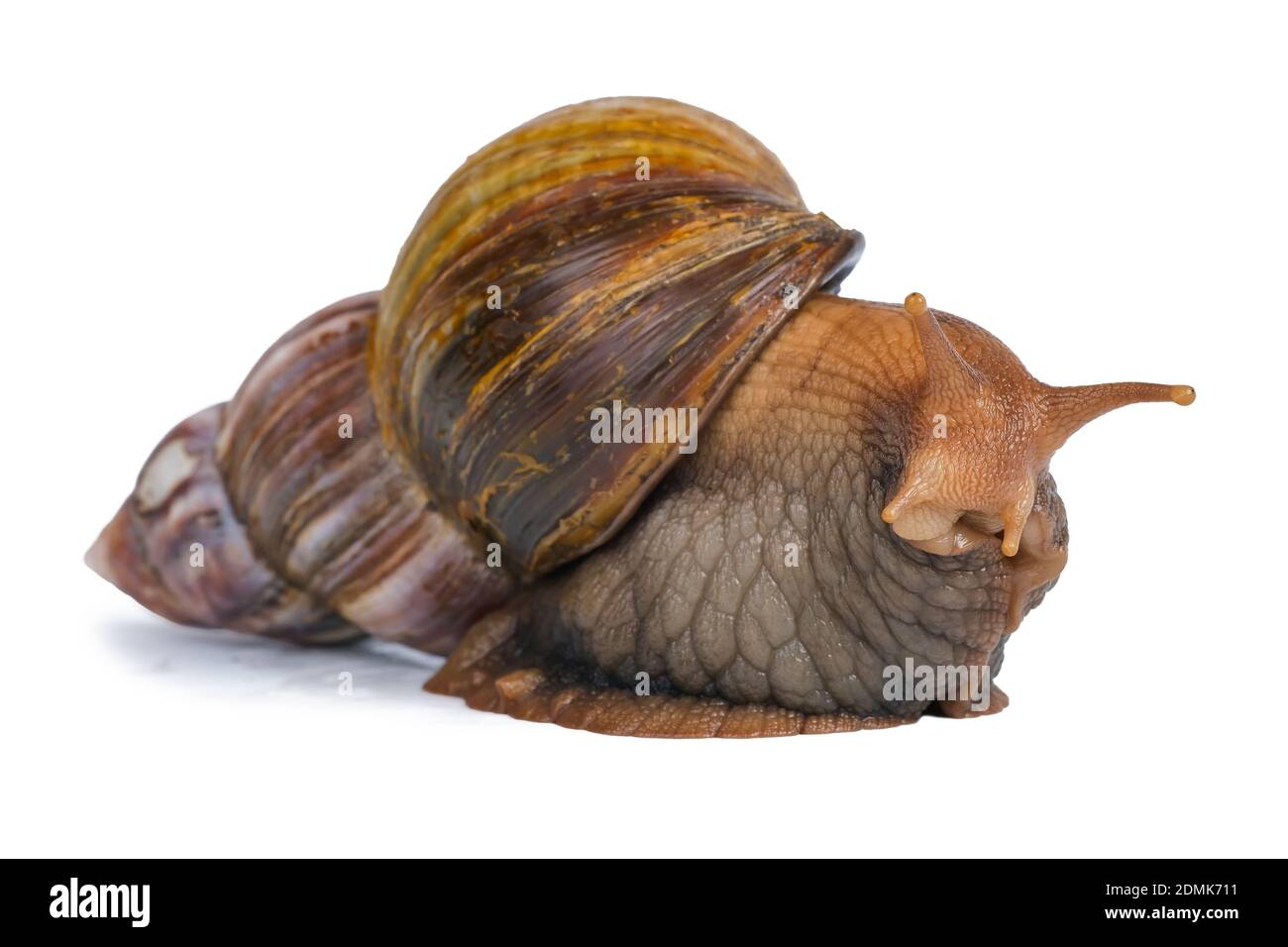 Große braune Schnecke geht weg und schaut isoliert auf weißem Hintergrund zur Kamera. Stockfoto
