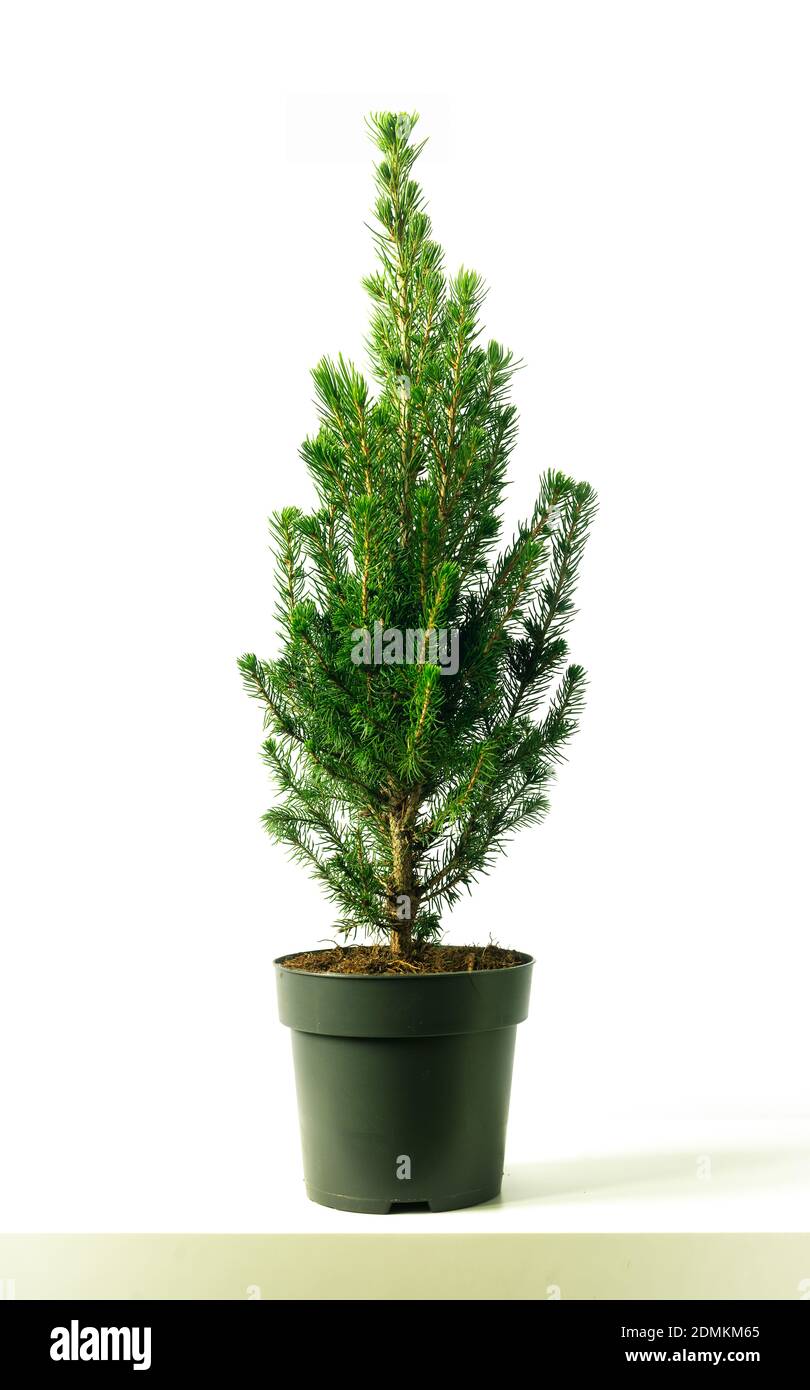 Dekorative Form des kanadischen Tannenbaums (Picea Glauca Conica) Stockfoto