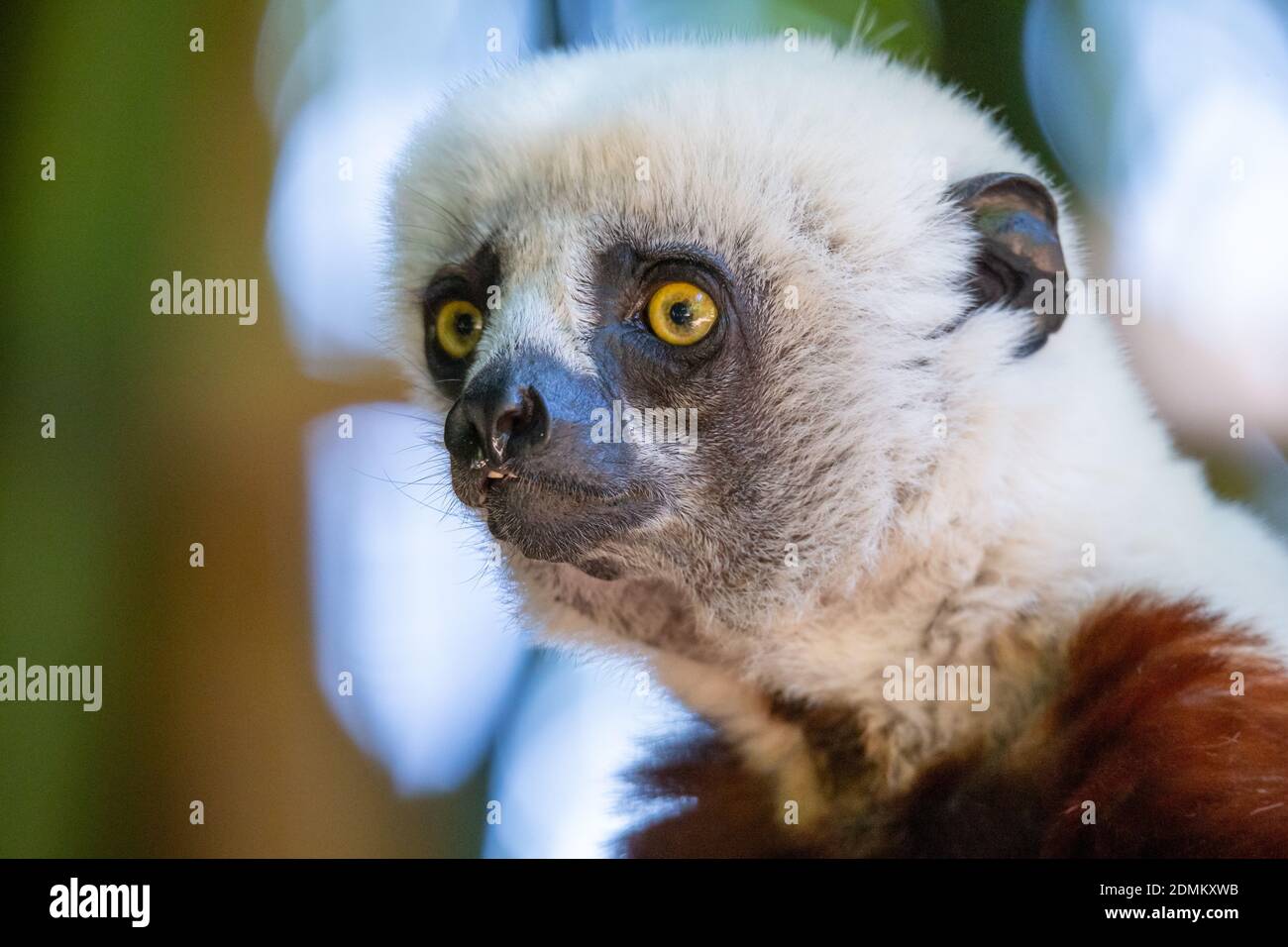 Die Coquerel Sifaka in seiner natürlichen Umgebung in einem nationalen park auf der Insel Madagaskar Stockfoto