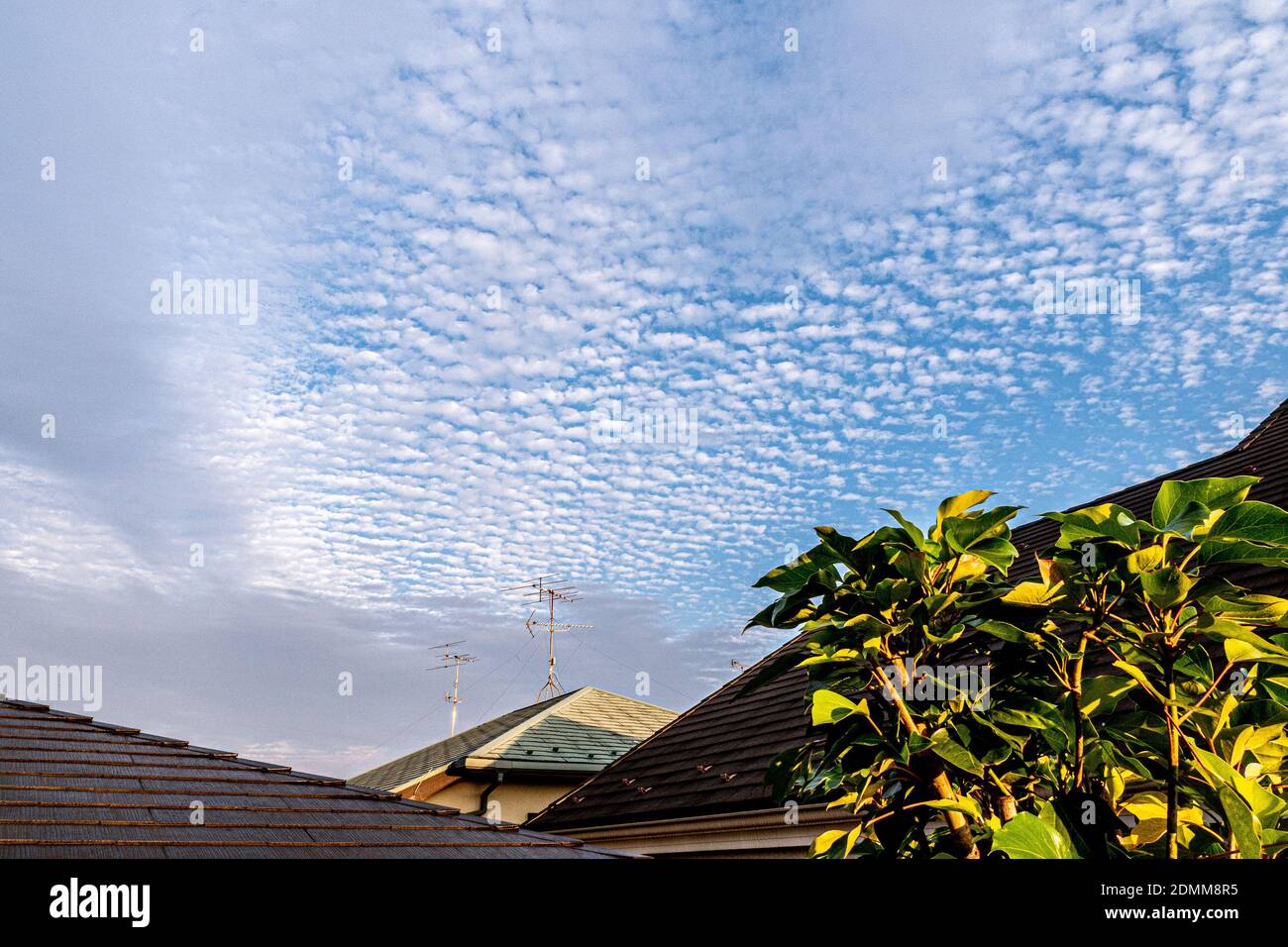 Über den Dächern von Nerima City, Tokio, Japan, erscheint ein 'Makrelenhimmel' Stockfoto