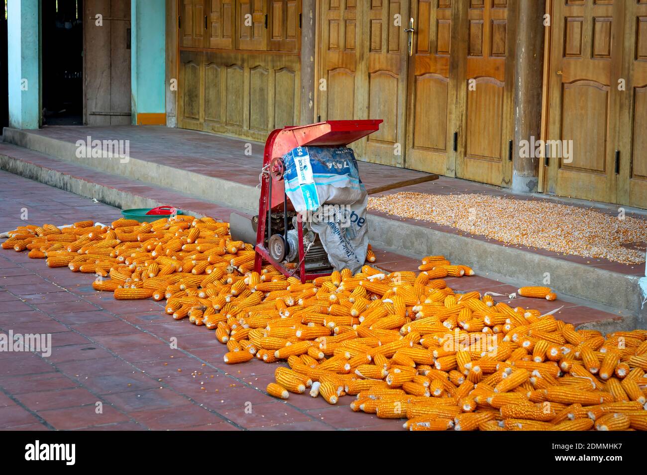 Lang Son Provinz, Vietnam - 11. November 2020: Bauern trocknen Mais, nachdem sie Mais auf dem Feld geerntet haben Stockfoto