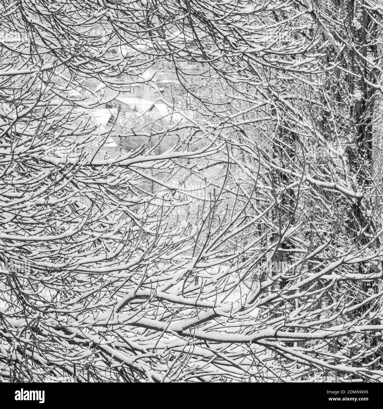 Schneite Landschaft, Winterferienkonzept - märchenhaft flauschige verschneite Bäume verzweigen, Naturlandschaft mit weißem Schnee und kaltem Wetter. Schneefall im Stockfoto