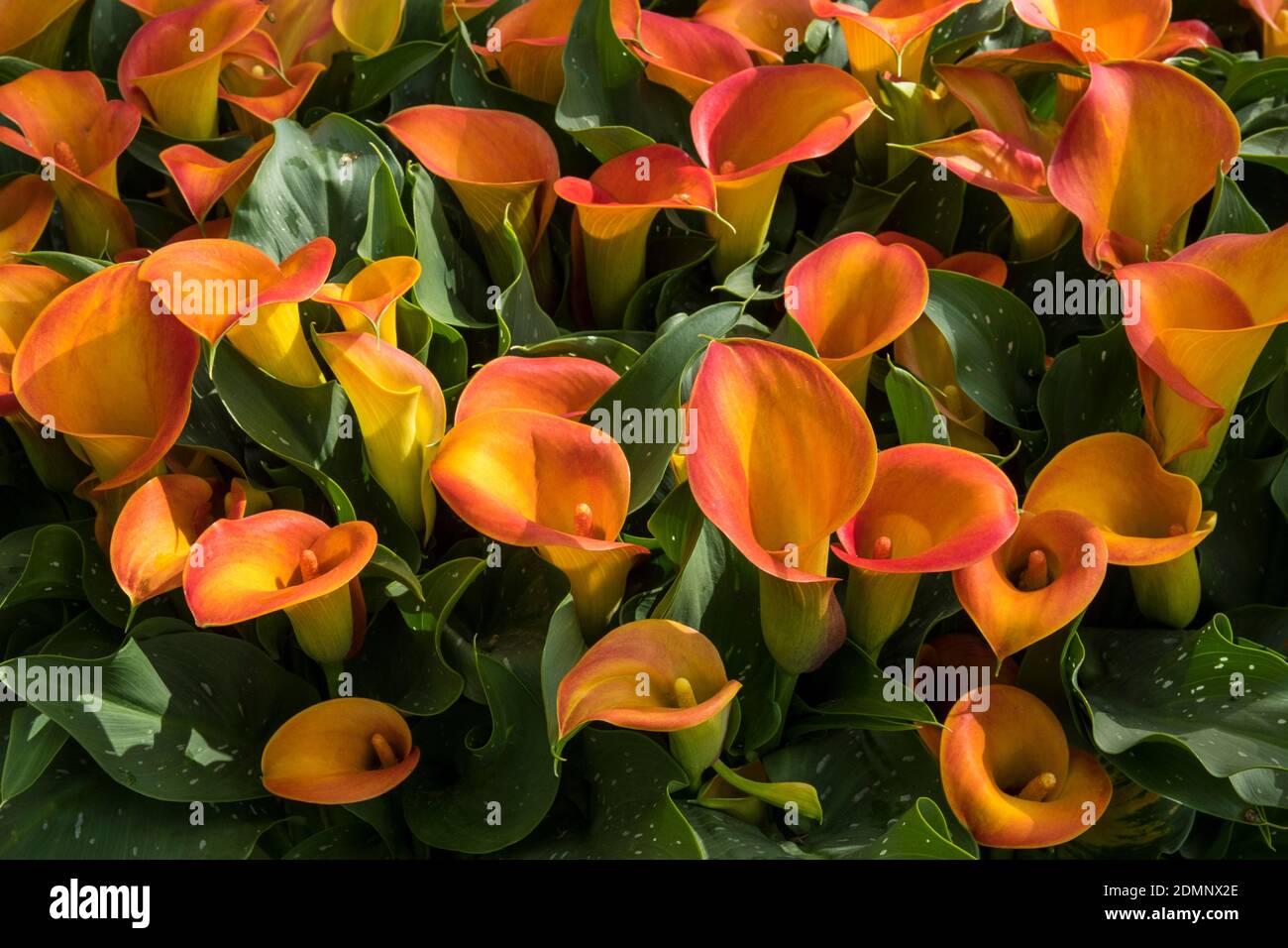 Blumen von Zantedeschia x rehmanii Stockfoto