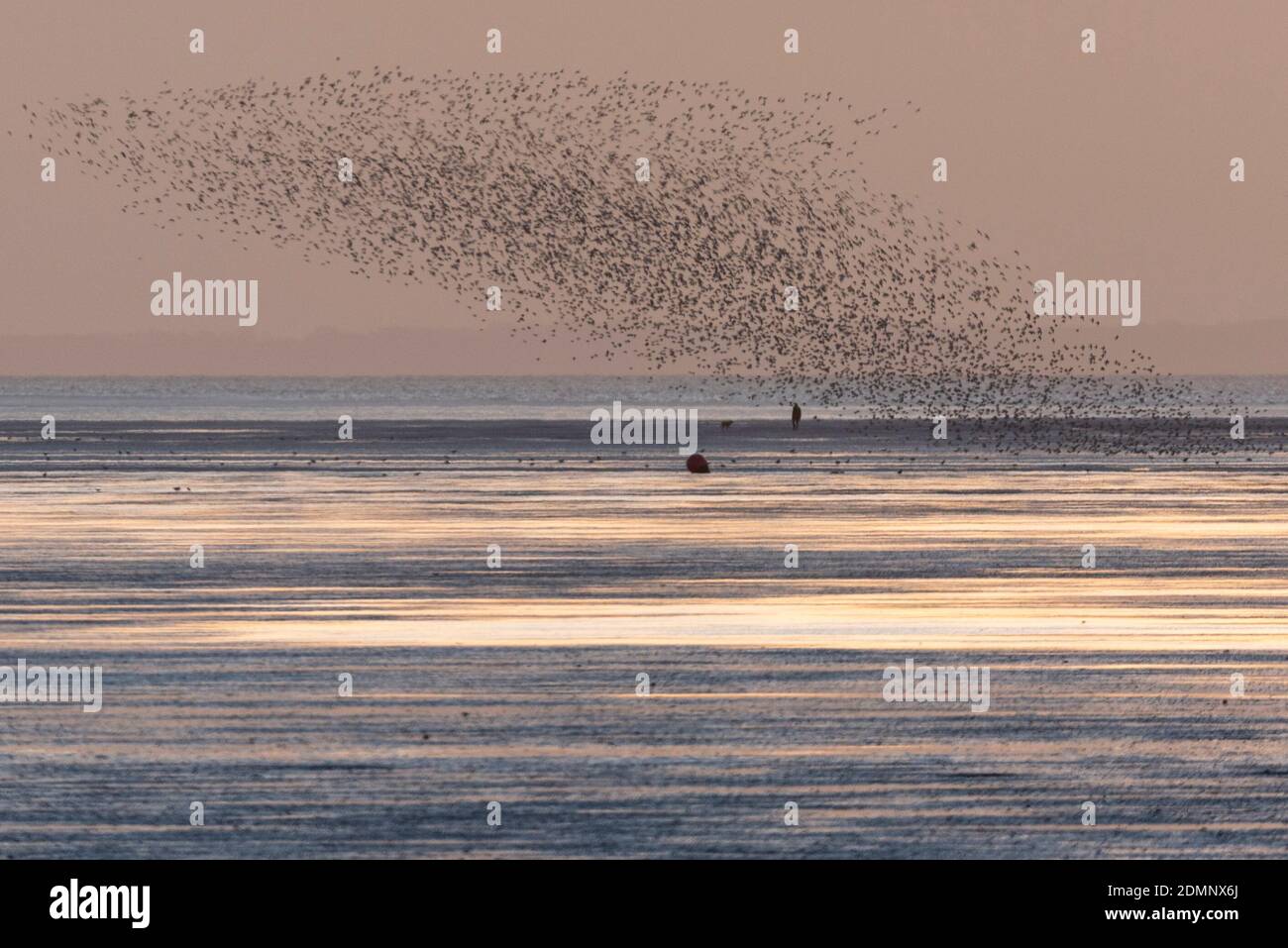 Southend on Sea, Essex, Großbritannien. Dezember 2020. Die Sonne ist am ersten Tag von Tier 3 hinter einer Wolkenschicht am Horizont in einen klaren Himmel in Southend aufgegangen. Ein Hundespaziergänger, der in die Gezeitenzone hinaus geht, teilte den Himmel mit einem Vogelgezwitscher Stockfoto