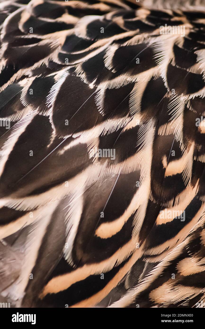 Bird feathers close up. Wild duck wing. Texture for design. Stockfoto