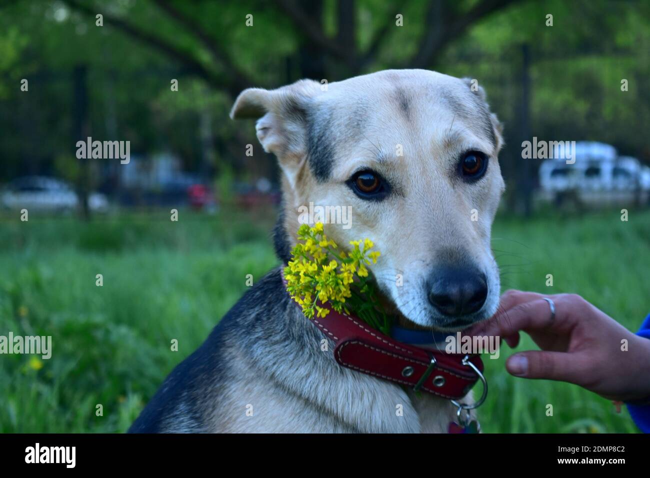 Nahaufnahme von Hand halten Hund gegen Pflanzen Stockfotografie - Alamy