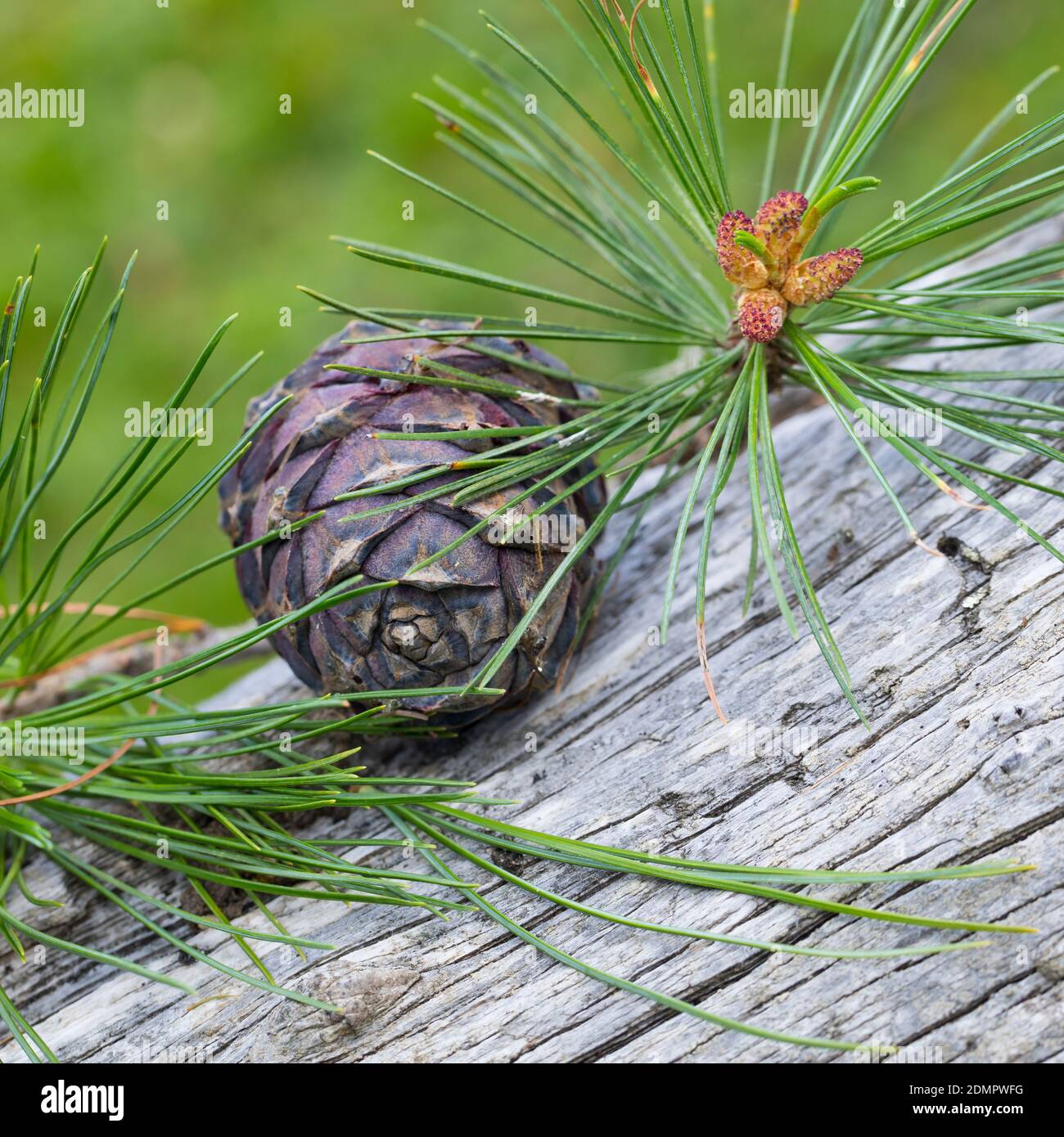 Zirbel Kiefer Stockfotos Und bilder Kaufen Alamy zirbel-kiefer-stockfotos-und-bilder-kaufen-alamy