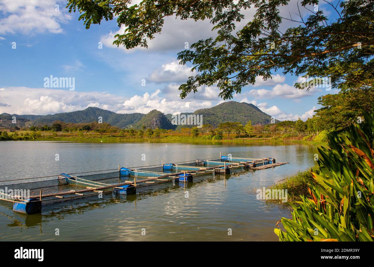 Die Teeplantagen rund um Chiang Rai Thailand Stockfoto