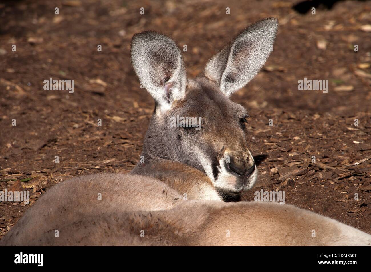 Sydney Australien, weibliches rotes Känguru, das sich in der Sonne niederlegt, mit spitzen Ohren auf der Hut Stockfoto