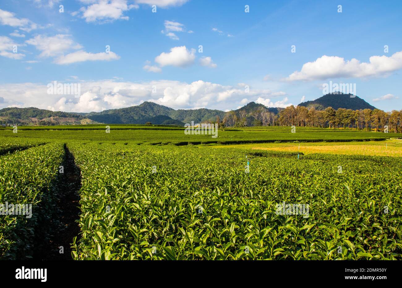 Die Teeplantagen rund um Chiang Rai Thailand Stockfoto